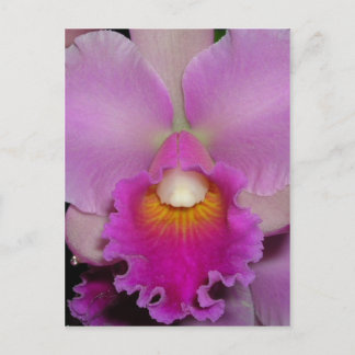 Lila Cattleya Postkarte