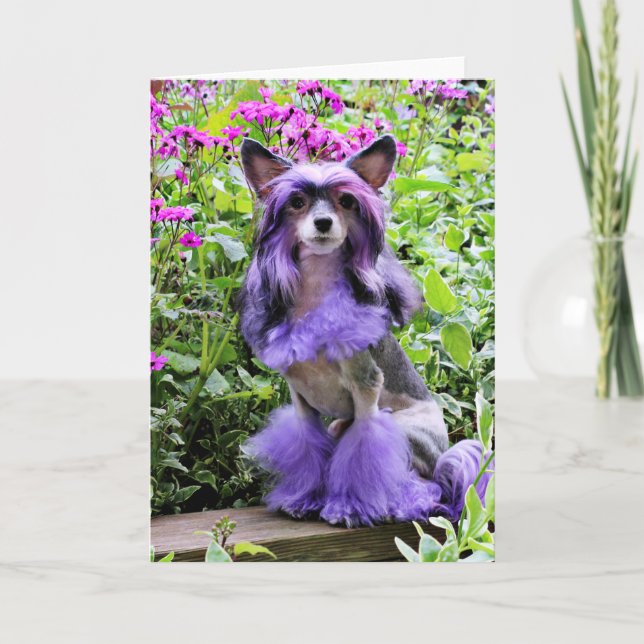 Lila chinesischer Hund mit Haube in den rosa Karte (Vorderseite)