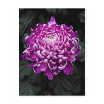 Lila Chrysanthemumpostkarte