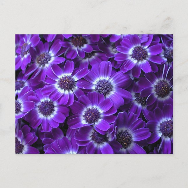 Lila Cinerarias Postkarte (Vorderseite)