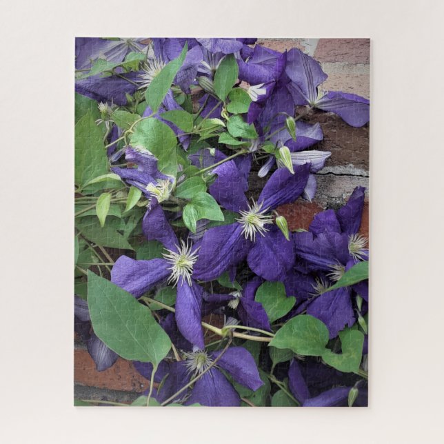 Lila Clematis (Vertikal)