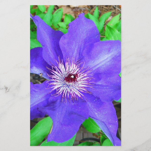 Lila Clematis-Blume Briefpapier (Vorderseite)