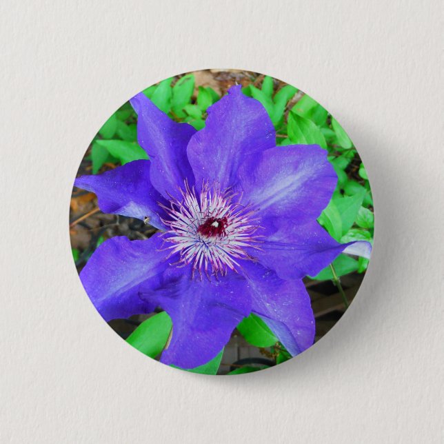 Lila Clematis-Blume Button (Vorderseite)