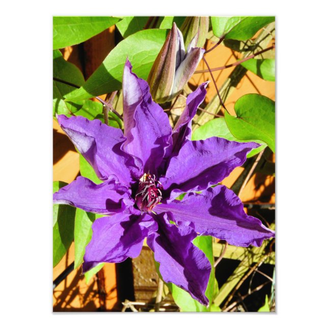 LILA CLEMATIS-BLUME FOTODRUCK (Vorne)