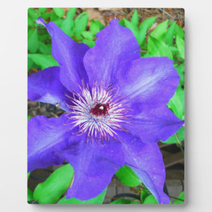 Lila Clematis-Blume Fotoplatte