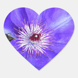 Lila Clematis-Blume Herz-Aufkleber