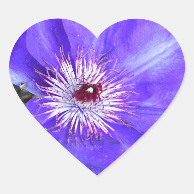 Lila Clematis-Blume Herz-Aufkleber (Vorderseite)