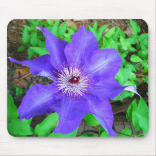 Lila Clematis-Blume Mousepad