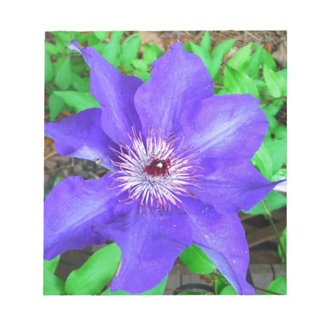 Lila Clematis-Blume Notizblock (Vorderseite)
