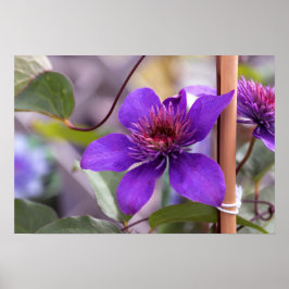 Lila Clematis-Blume Poster