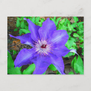 Lila Clematis-Blume Postkarte