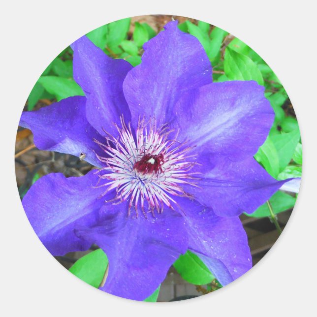 Lila Clematis-Blume Runder Aufkleber (Vorderseite)