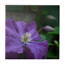 Lila Clematis
