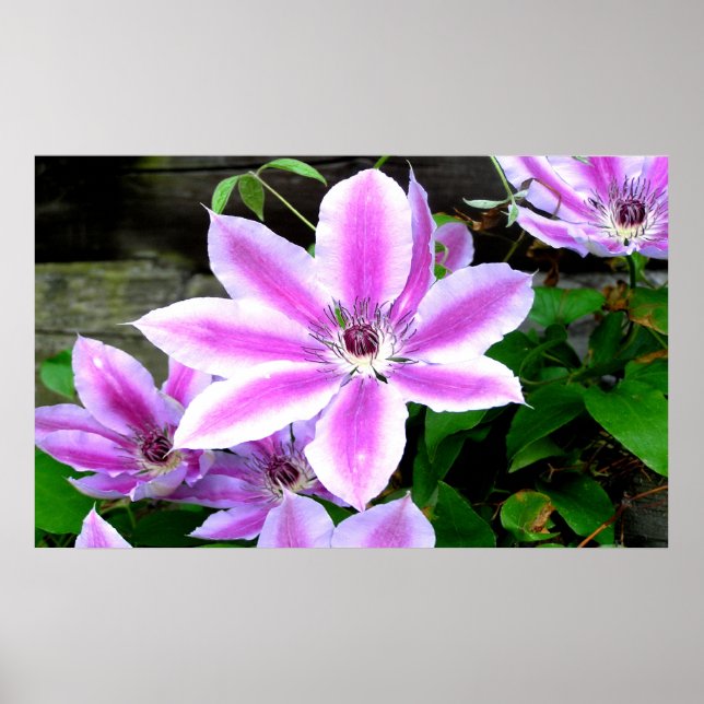 Lila Clematis Fotografierplakat/ Drucken Poster (Vorne)