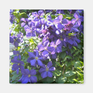 Lila Clematis Magnet