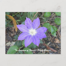 Lila Clematis Postkarte