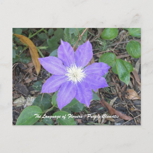 Lila Clematis Postkarte (Vorderseite)
