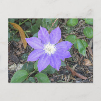 Lila Clematis Postkarte