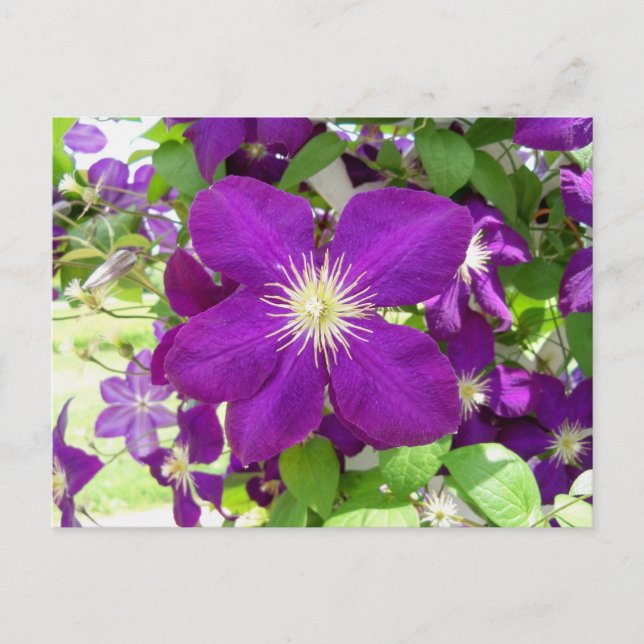 Lila Clematis Postkarte (Vorderseite)