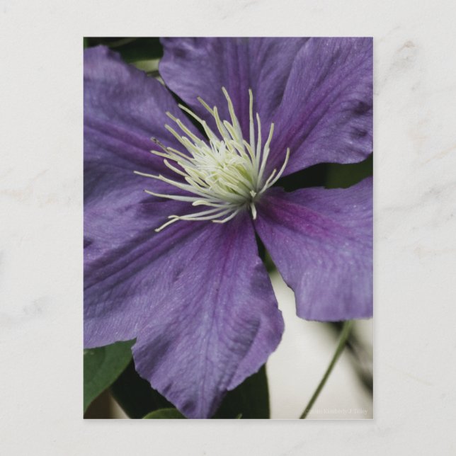 Lila Clematis Postkarte (Vorderseite)