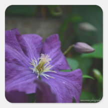 Lila Clematis