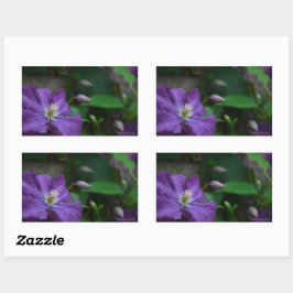 Lila Clematis Rechteckiger Aufkleber