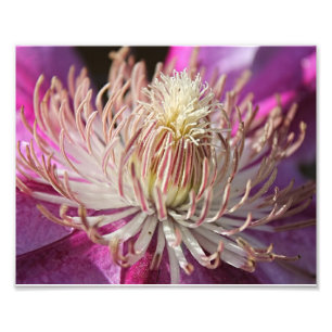 Lila Clematis schließen Fotodruck