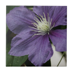 Lila Clematis Tile Fliese