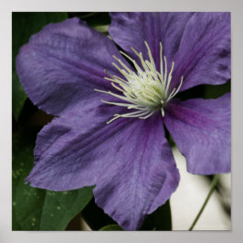 Lila Clematitis Print Poster