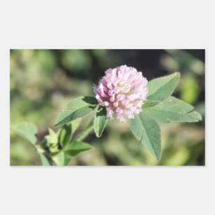 Lila Clover Wildblume Foto Rechteckiger Aufkleber