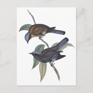 Lila Cochoa Postkarte