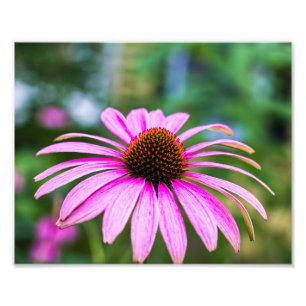 Lila Cone-Blume Fotodruck