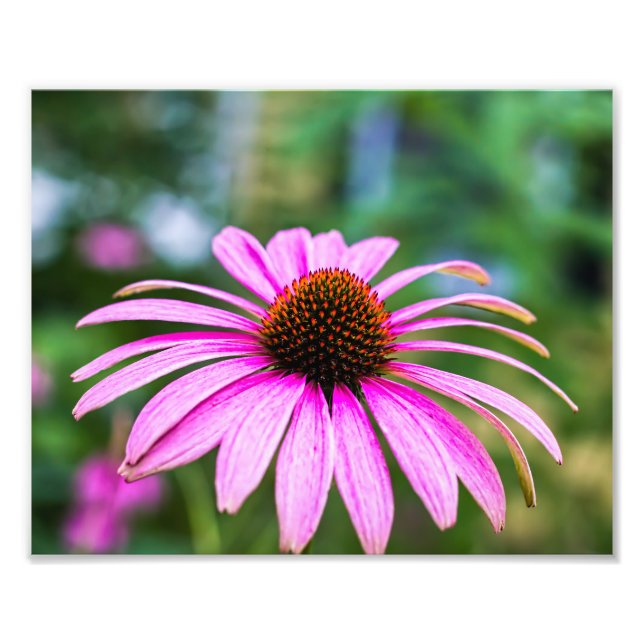 Lila Cone-Blume Fotodruck (Vorne)