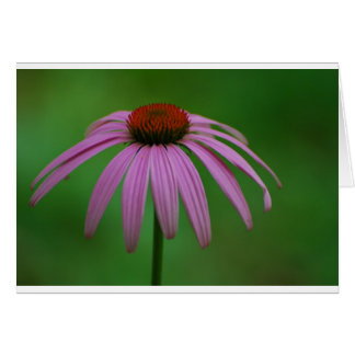 Lila Coneflower