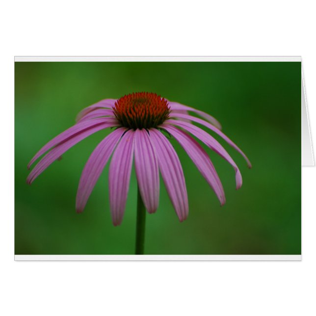Lila Coneflower (Vorderseite (Horizontal))
