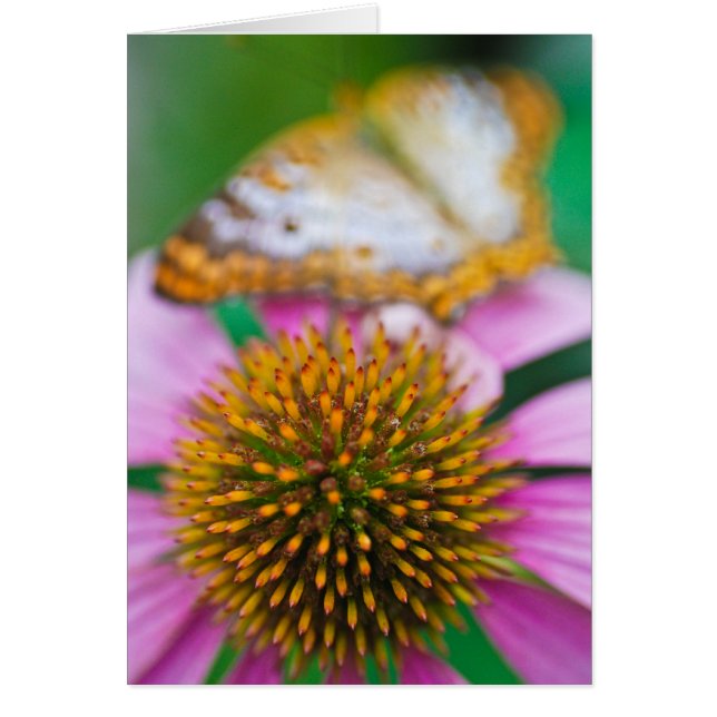 Lila Coneflower (Vorne)