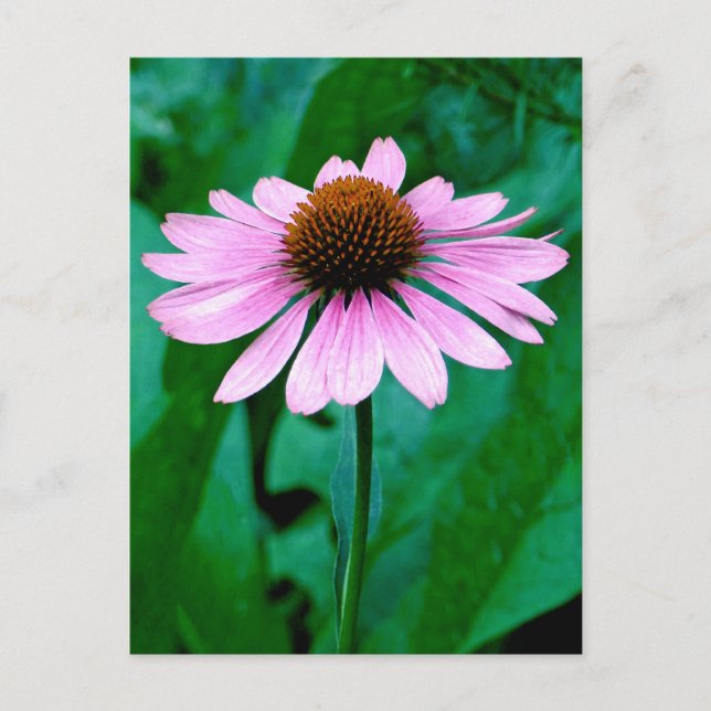 Lila Coneflower Daisy Postkarte (Vorderseite)