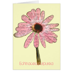 Lila ConeFlower Echinacea purpurea