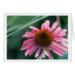 Lila Coneflower Karte