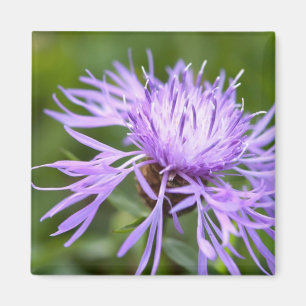 Lila Cornflower Magnet