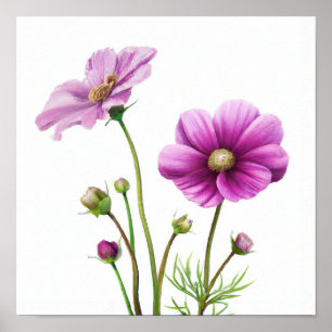 Lila Cosmos Blumen Kunst Druck Poster