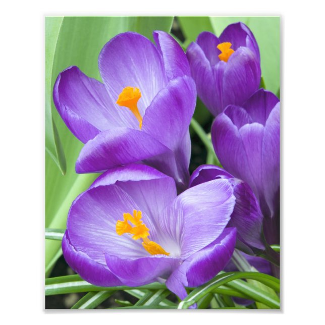 Lila Crocus Bloms im Garten Fotodruck (Vorne)