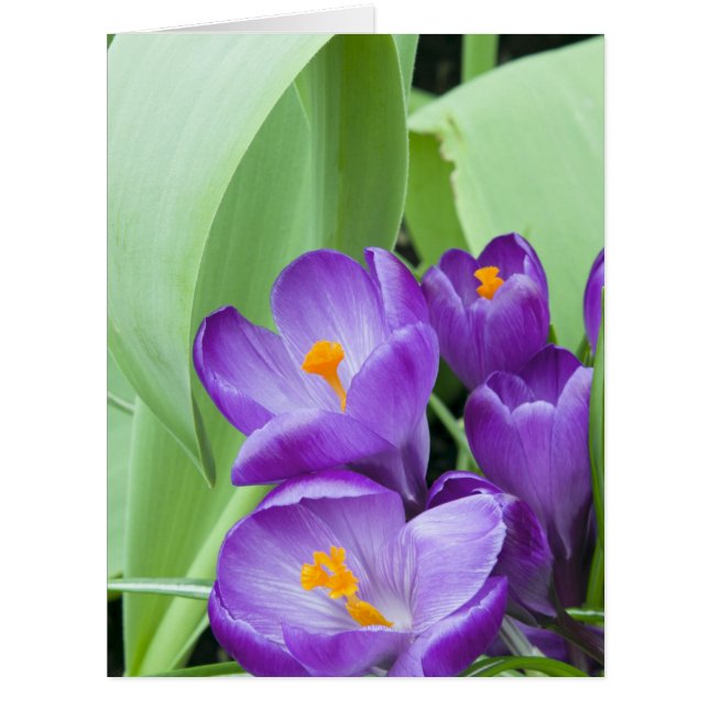 Lila Crocus-Blume (Vorderseite)