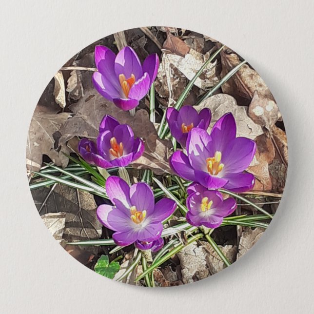 Lila Crocus Button (Vorderseite)