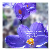 Lila Crocus-Foto-Angebot