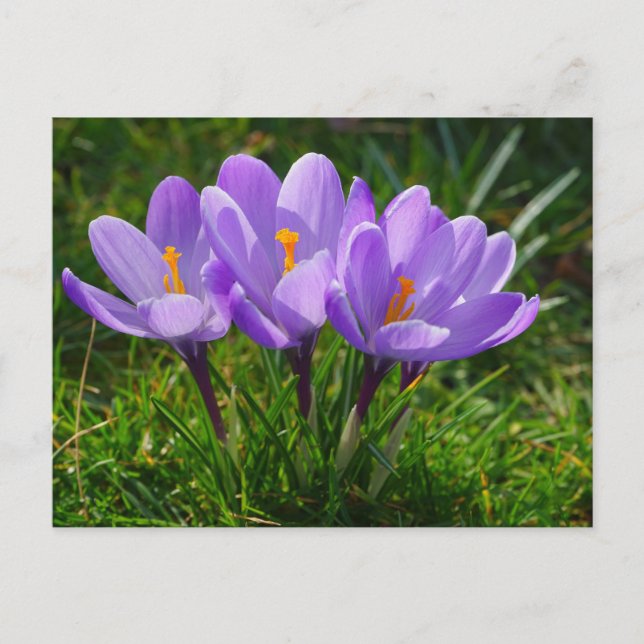 Lila Crocus Foto Postkarte (Vorderseite)