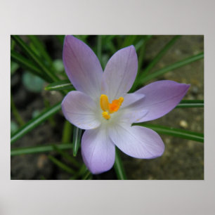 Lila Crocus Macro Print Poster
