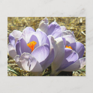 Lila Crocus Postkarte
