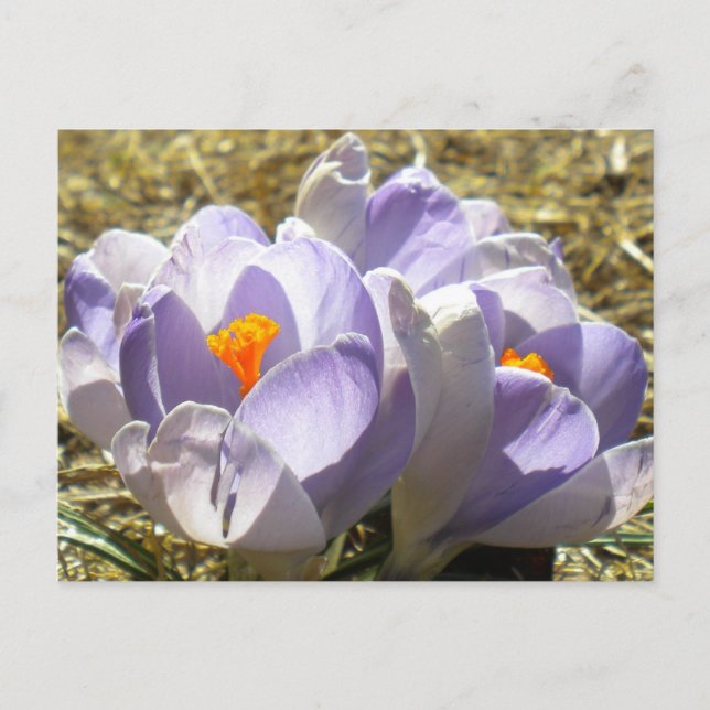 Lila Crocus Postkarte (Vorderseite)