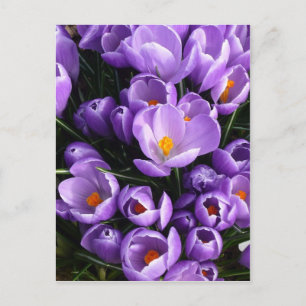 Lila Crocus Postkarte